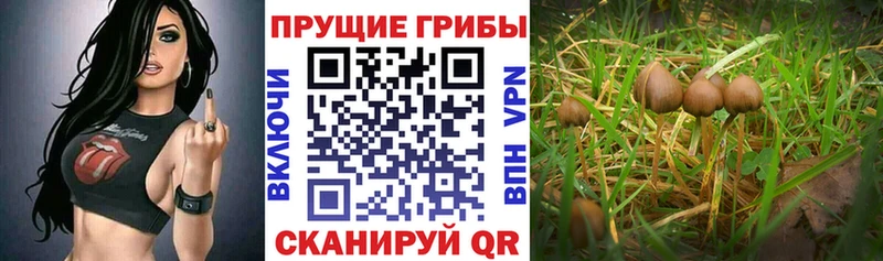 где купить наркотик  Магнитогорск  Псилоцибиновые грибы GOLDEN TEACHER 